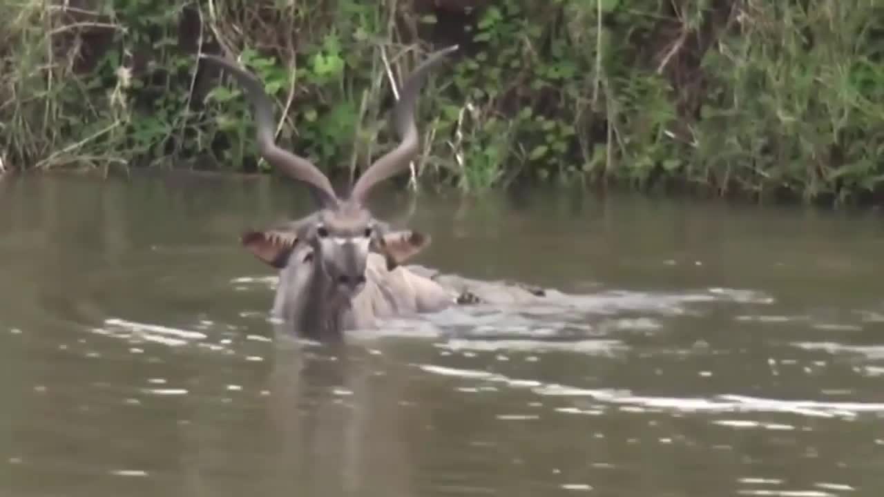 BIG Crocodile Attack Animal kudu in Water_ Wild animals Fights