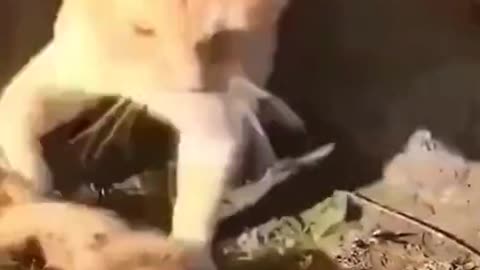 Funny dog and cat