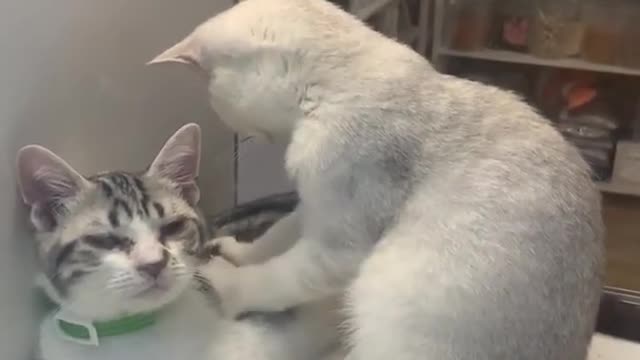 FUNNY DOG AND CAT