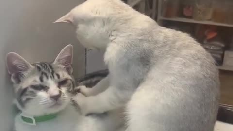 FUNNY DOG AND CAT