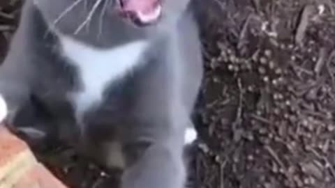 Funny Cats 2022! Try Not To Laugh :))) Part 1 #shorts