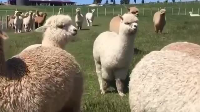 Looking at so many alpacas, do you think they are very cute