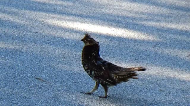 Graceful Grouse