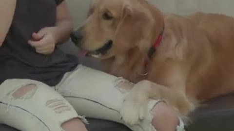 Funniest and Cutest Dog training New #Shorts, #71