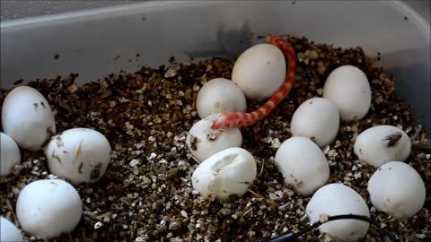 Corn Snake (Pantherophis Guttatus)