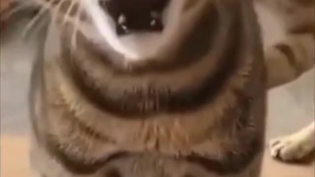 Cute cats video