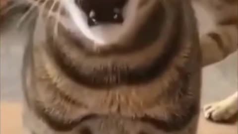 Cute cats video