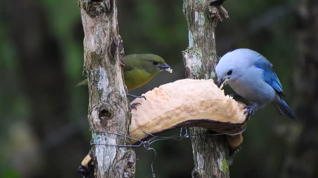 mis une banane sur un tronc d'arbre et a laissé les beaux oiseaux en profiter, scène merveilleuse