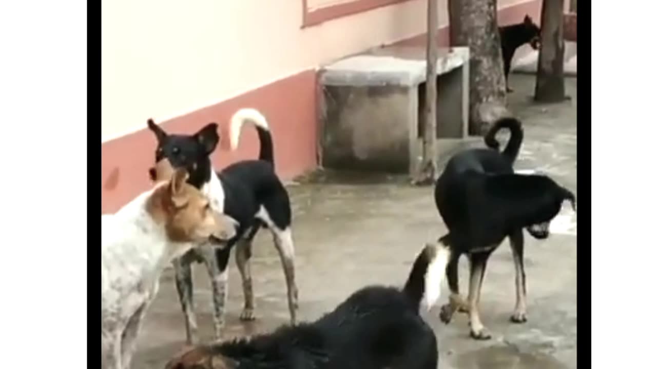 Street dog fighting