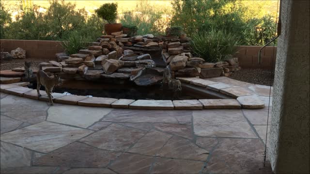 Bobcat Family, Tucson, Arizona