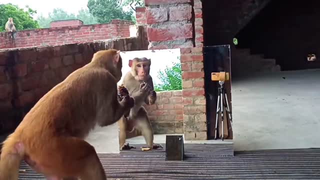 When the monkey sees himself in the mirror. episode 1