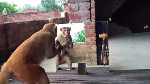 When the monkey sees himself in the mirror. episode 1