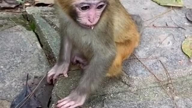 Cute monkey