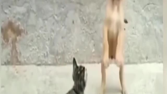 Cute Dogs and Funny Dog Videos Compilation