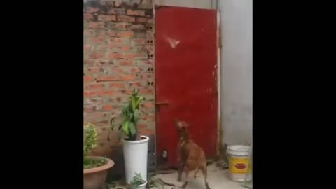 Even the height can't stop this dog from getting out