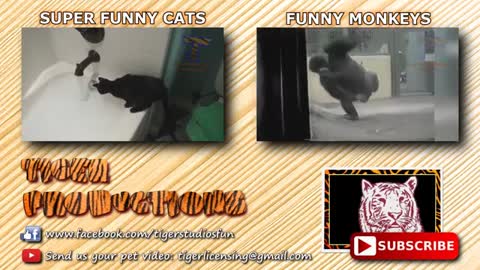 most funny video 1m views in youtube