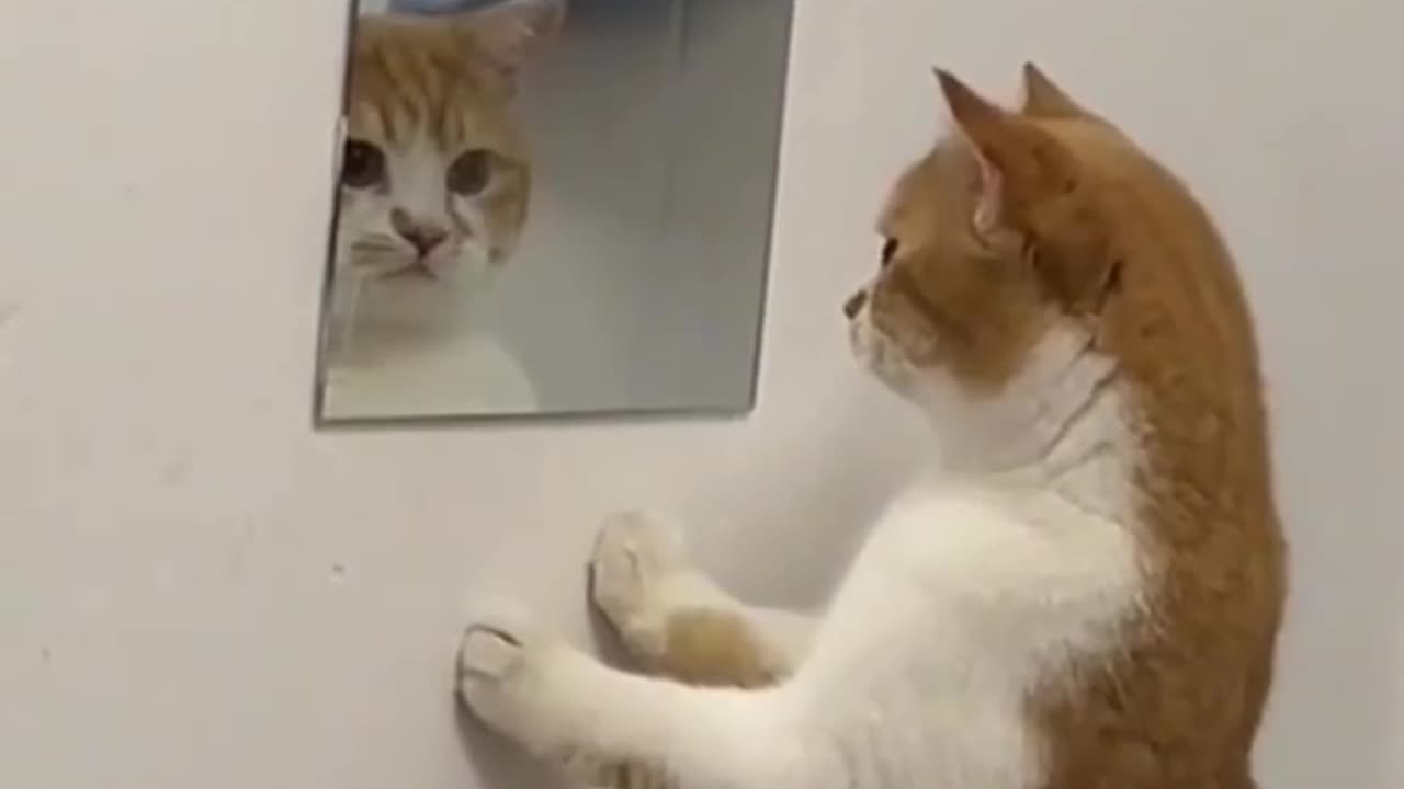 Funny cats video