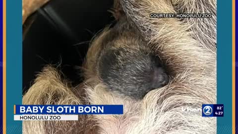 There’s a new baby hanging around the Honolulu Zoo