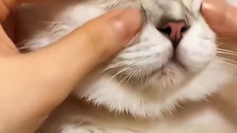 Funny viral video