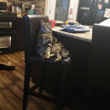 Cat Enjoying Himself