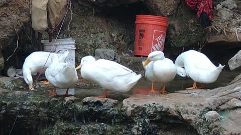 My five white ducks (Whitestar breed)