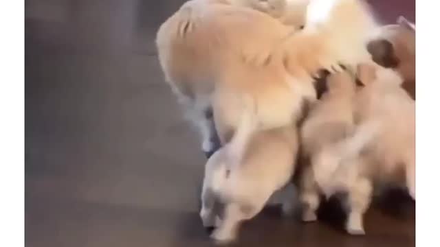 Funny Animals Talk -Comedy
