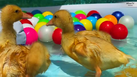 Duckling with a dog in a water park that flows down the slide