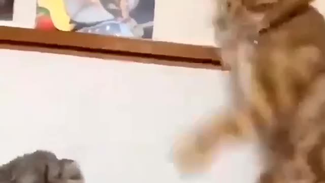 Funny Videos