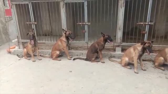 obedient dog owner belgian malinois