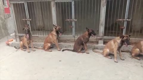 obedient dog owner belgian malinois