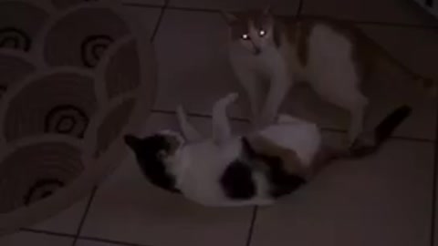 Two cats play fighting with one another