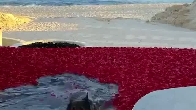 Dog and the rose petals