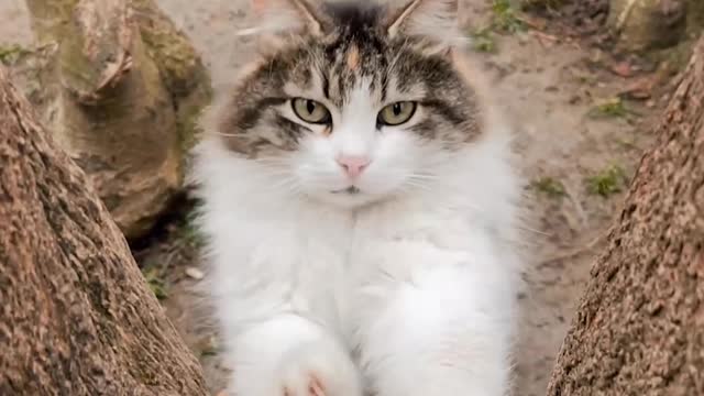 Oh My! can't help mah self! -Kitty