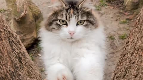 Oh My! can't help mah self! -Kitty