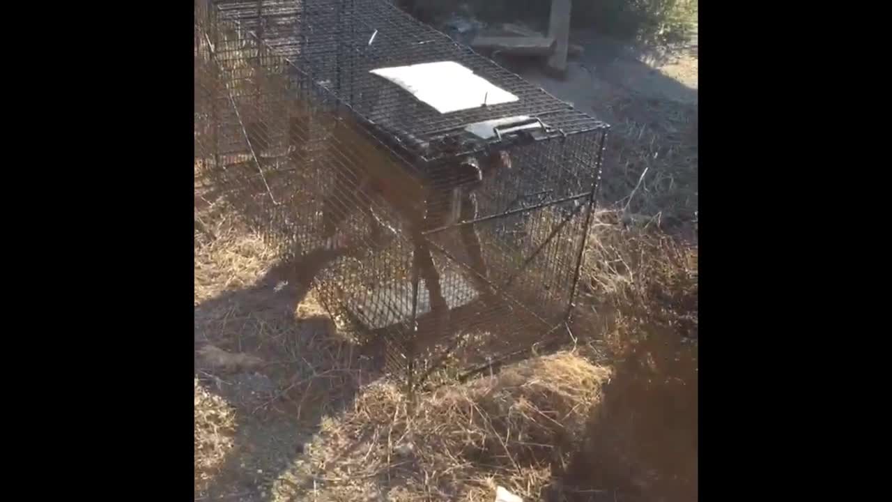 Stray dog's incredible rescue from highway median