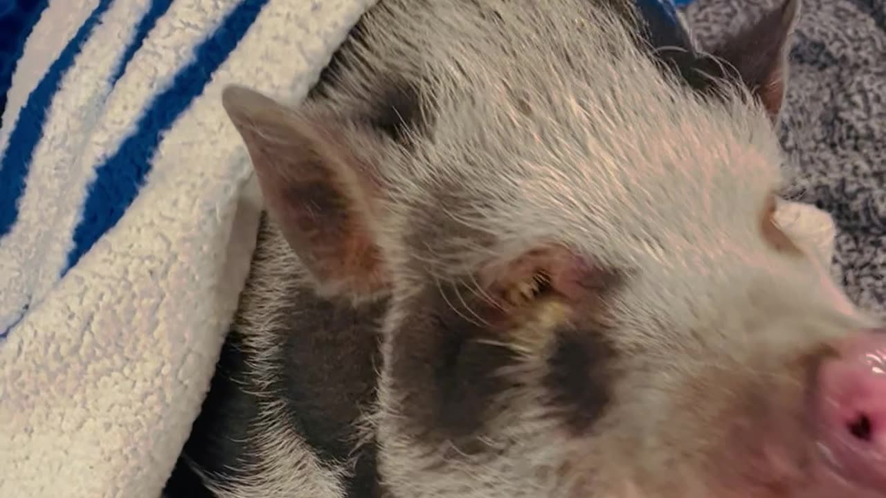 Pet Pig Loves Receiving Affection