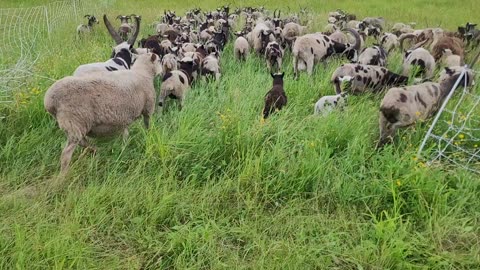 Lush pasture, patient dog, temperamental ewe, lost lamb