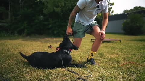 HOW I SAFELY TRAIN MY DOGS COMPLETELY OFF LEASH!!