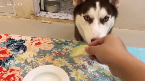 The husky dog can eat every Asia fruit