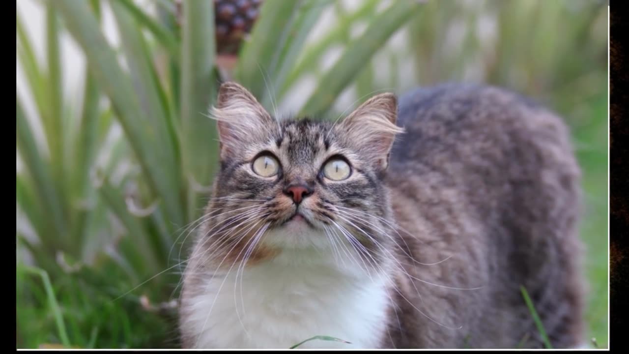 a seductive pineapple or a beautiful cat?