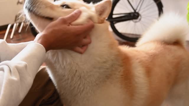 dog receiving affection from the owner.