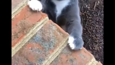 Funny cat dancing and singing in her way