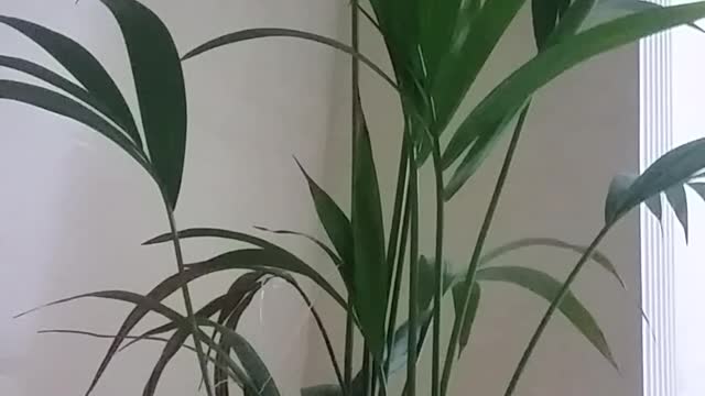 New tree