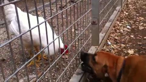 Brave chicken vs Lucky dog (unexpected ending)