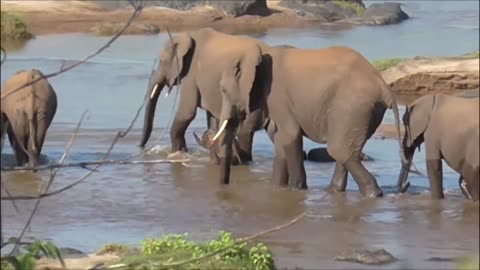 Look at this tiny elephant crossing the river