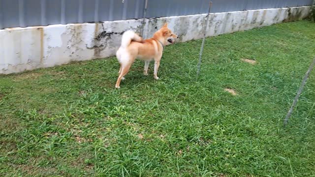 Shiba Inu Bubbles