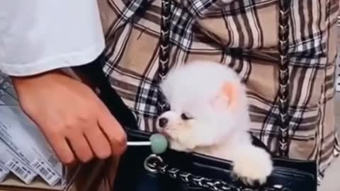 Cute dog