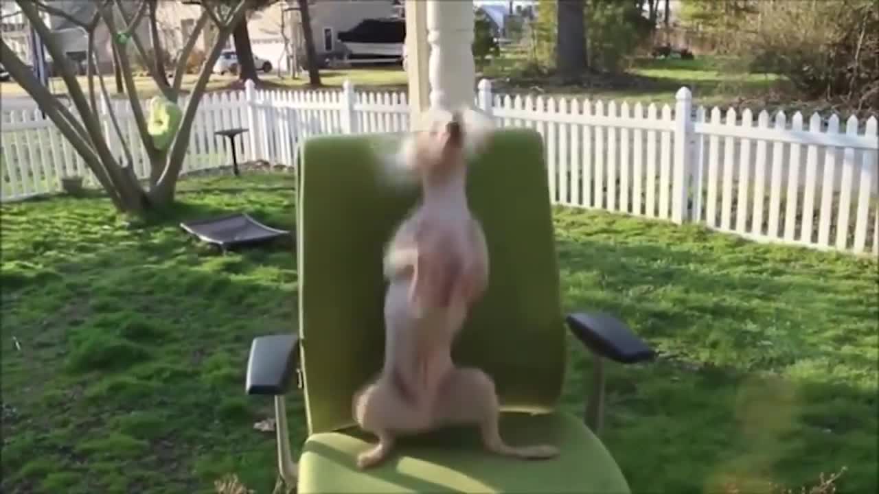 Try Not to Laugh - Cute awesome dogs dancing