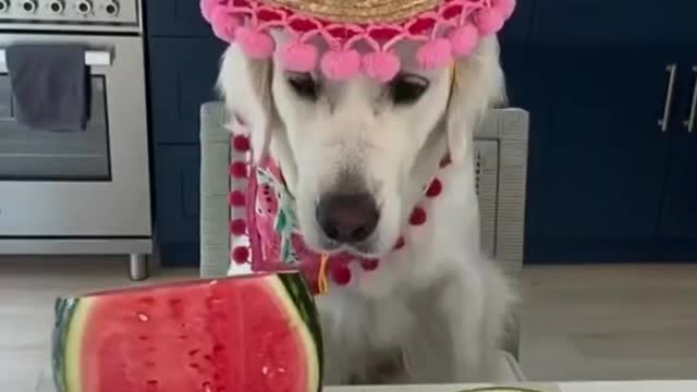 Golden retriever VS Watermelon