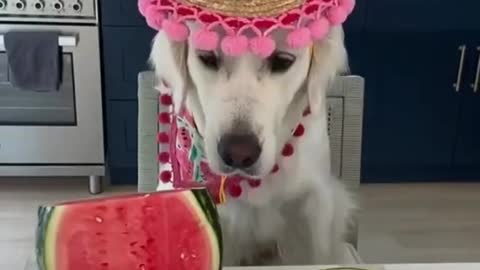 Golden retriever VS Watermelon